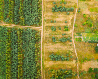 Maîtriser le règlement de l&rsquo;Union Européenne sur la déforestation (EUDR) : Comment MyTower peut aider votre entreprise à rester conforme